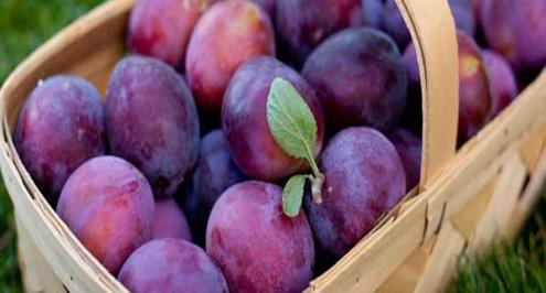 البرقوق .. مذاق شهي وفوائد صحية